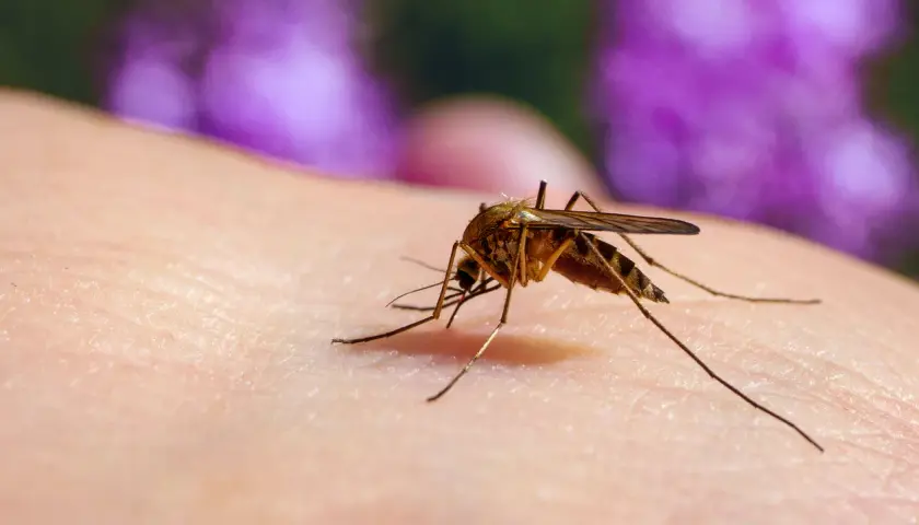 En mygga, en av många insekter som bits, sitter på hud och förbereder sig för att sticka.