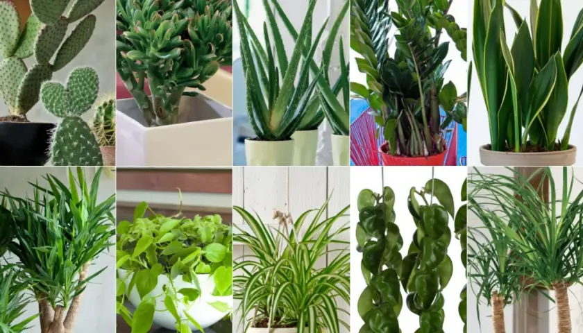 Kaktus, grubosz, aloes, zamiokulkas, sansewieria, dracena, filodendron, zielistka, hoya, palma. Popularne kwiaty doniczkowe dla każdego.