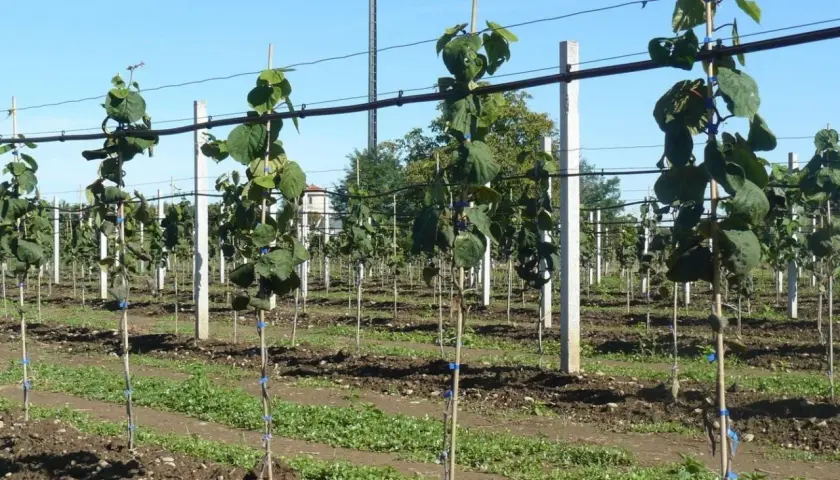 Giovani piante di kiwi in un frutteto, pronte per crescere e produrre frutti.