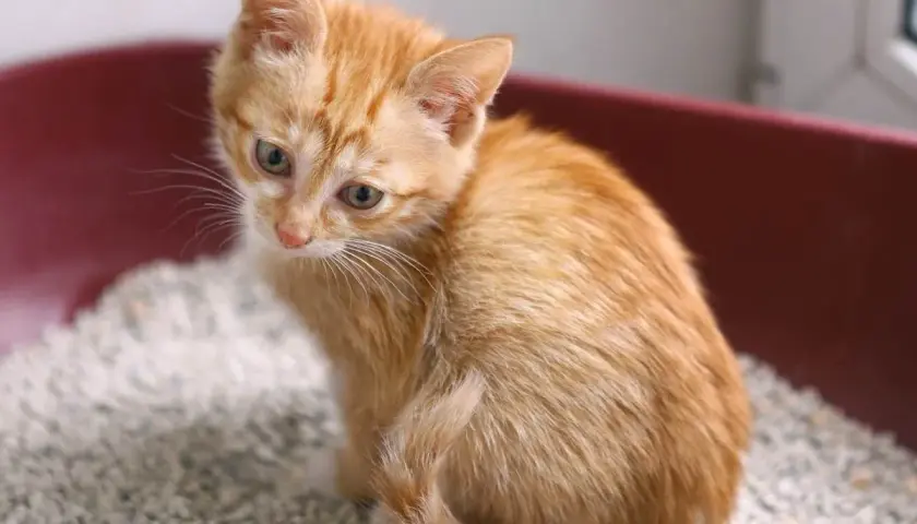 Süßes Kätzchen sitzt in der Katzentoilette. Vorsicht vor Kokzidien bei Katzen, besonders bei jungen Tieren.