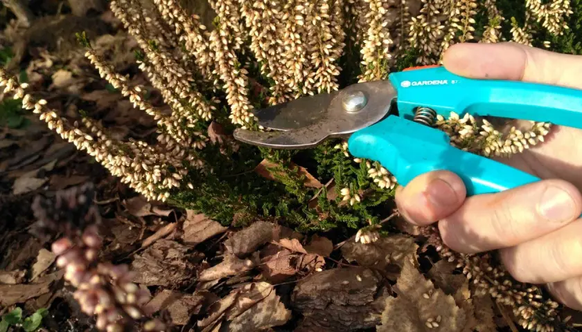 Przycinanie wrzosów po zimie to klucz do ich wiosennego rozkwitu. Sekator Gardeny gotowy do pracy.