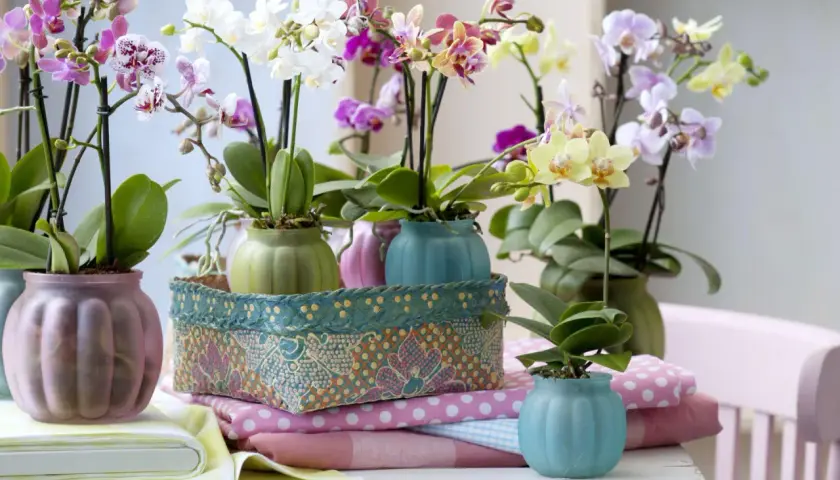 Storczyk phalaenopsis jak dbać? Wiele kolorowych kwiatów w pastelowych doniczkach, otoczonych tkaninami.