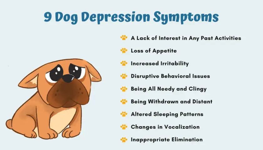 Illustration of a sad dog with a list of 9 dog depression symptoms, including loss of appetite and withdrawal. Is my dog depressed?