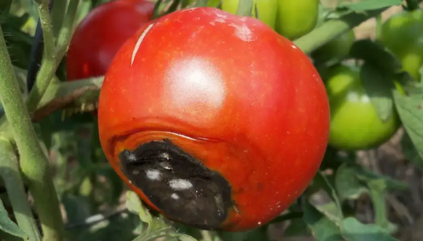 Pomodoro maturo con marciume apicale nero. È il momento di capire quando dare il calcio ai pomodori malati.