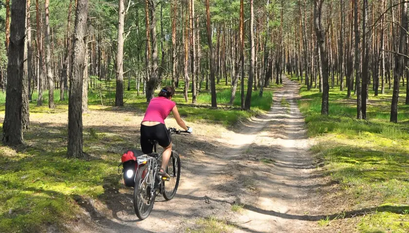 Kobieta na rowerze przemierza malowniczy nadwarciański szlak rowerowy przez sosnowy las.