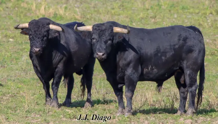 Dos toros negros de la ganadería Murube pastan en un campo verde.