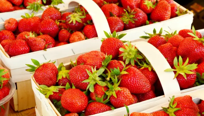 Ile można zarobić na zbiorze truskawek? Realne stawki i zarobki