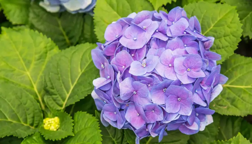 En stor, lila hortensia blommar bland frodiga gröna blad. En ny, gul knopp anas till vänster.