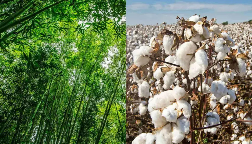 Forêt de bambous luxuriante à gauche, champ de coton blanc à droite. La viscose de bambou, une alternative douce et écologique.