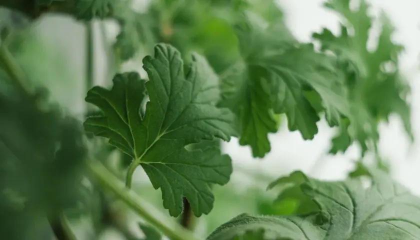 Foglie verdi di una pianta profumata, un'erba aromatica che sa di limone, con dettagli vellutati e bordi frastagliati.