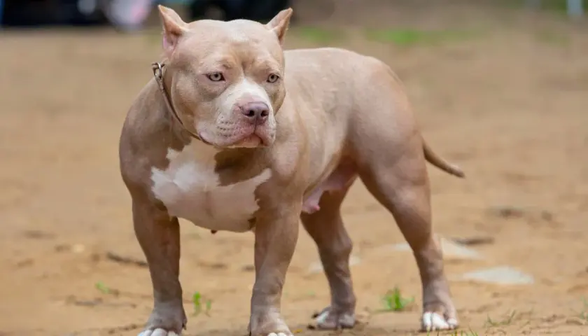 Potężny american bully o beżowym umaszczeniu z białymi łatami, stoi na piaszczystym podłożu.