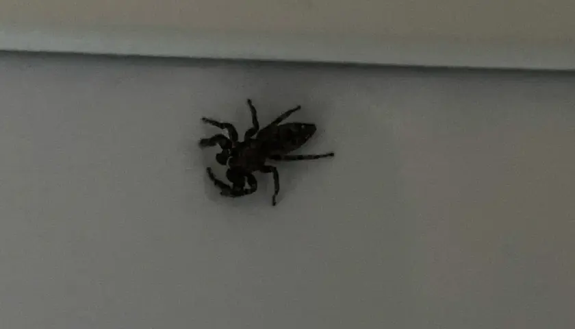 En mörk hoppspindel inomhus sitter på en ljus yta.