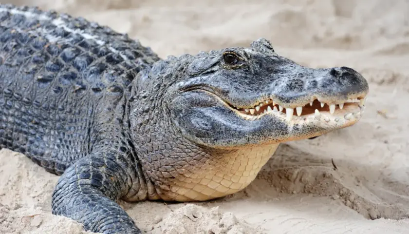 Un cocodrilo descansa en la arena, sus escamas oscuras y dientes afilados evocan la sensación de soñar con cocodrilos.