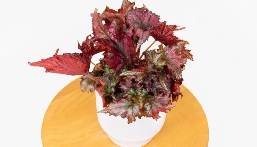 Bogata, wielobarwna begonia domowa odmiany zachwyca liśćmi w odcieniach czerwieni i zieleni.
