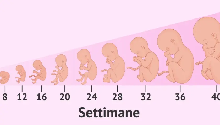 Illustrazione della crescita fetale dalla 4ª alla 40ª settimana. A 36 settimane di gravidanza quanti mesi sono? Circa 9 mesi.