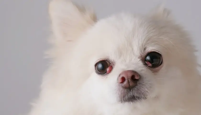 Nahaufnahme eines weißen Hundes mit Kirschauge.