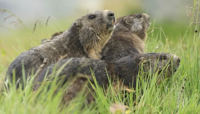 Drei Murmeltiere im hohen Gras. Sie sind neugierig und schauen nach oben, vielleicht auf der Suche nach Futter, denn das ist, was Murmeltiere fressen: Gräser und Kräuter.