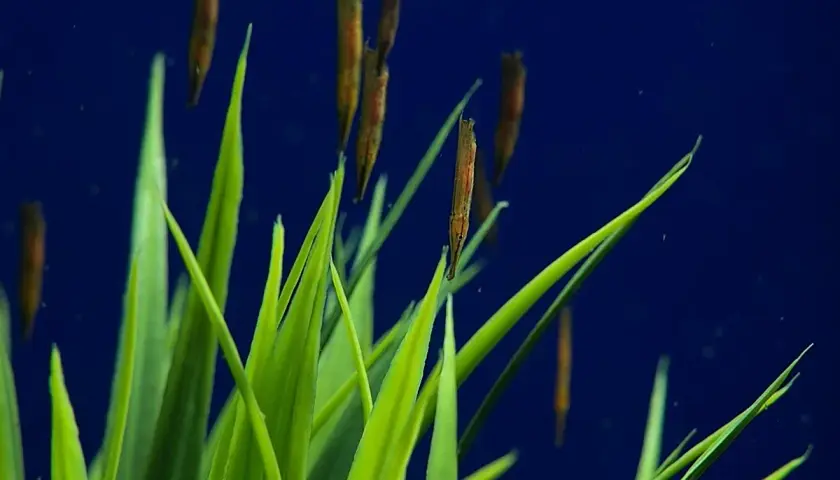 Un cardumen de pez camarón se oculta entre la vegetación submarina de color verde brillante, con un fondo azul profundo.