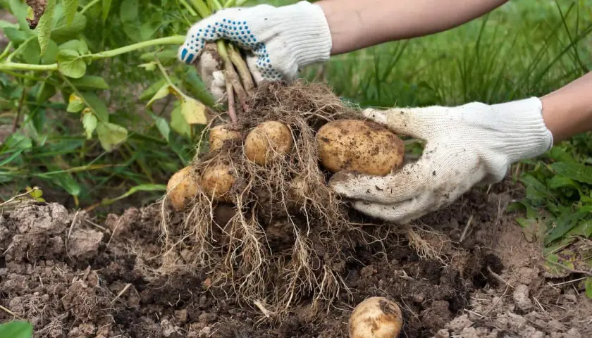 Hände in Handschuhen ernten frisch aus der Erde frisch geerntete Kartoffeln. Das Ergebnis von viel Arbeit, Kartoffeln anbauen.