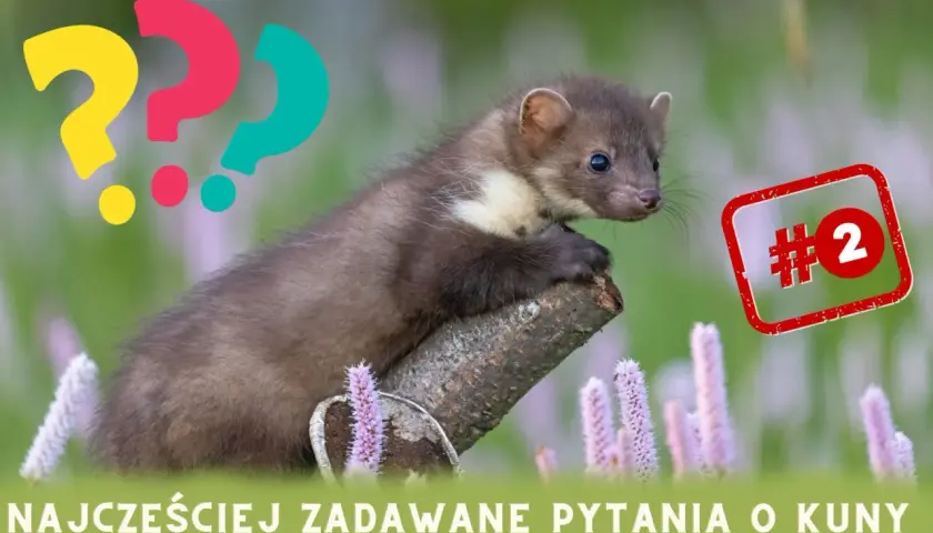 Kuna na gałęzi, obok pytajniki. Czy kuna jest niebezpieczna dla psa? Temat numer 2.