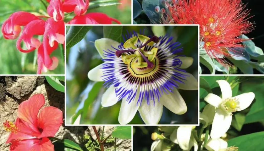 Kolaż przedstawia różnorodne egzotyczne kwiaty: czerwone, pnące, hibiskus, męczennicę i białe kwiaty cytrusów.
