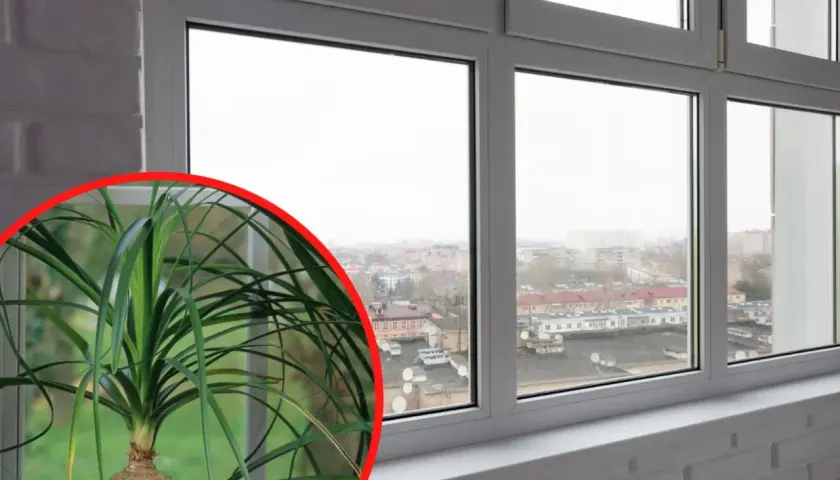 Nolina w doniczce, gotowa do przycinania. Jej długie liście opadają, tworząc kaskadę zieleni.