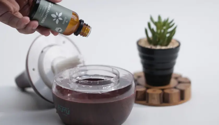 Ein Diffusor wird mit ätherischem Eukalyptusöl befüllt, um modriger Geruch im Haus zu vertreiben.