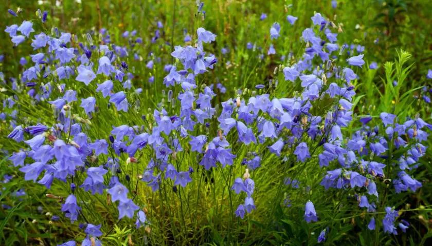 Un champ de campanules vivaces bleues, leurs clochettes pendantes dans l'herbe verte.