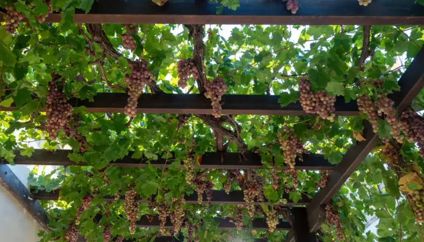 Pergola na winogron z obfitymi kiściami różowych winogron zwisającymi wśród zielonych liści.