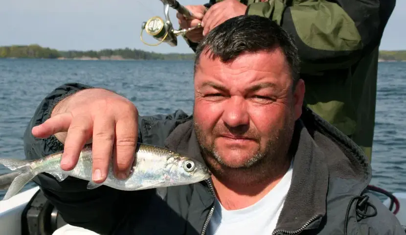 Kiedy łowić śledzie w Bałtyku? Odkryj najlepszy czas na połowy