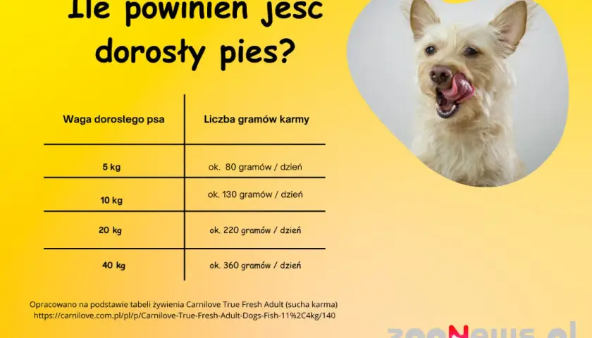 Ile karmy dla szczeniaka? Tabele, porady i zdrowy wzrost pupila