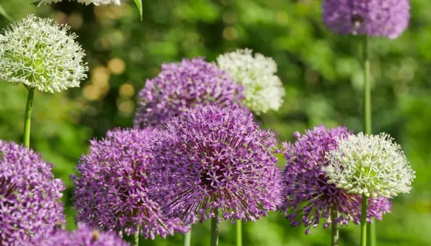 En trädgård fylld med lila och vita allium blommor som svajar i vinden.