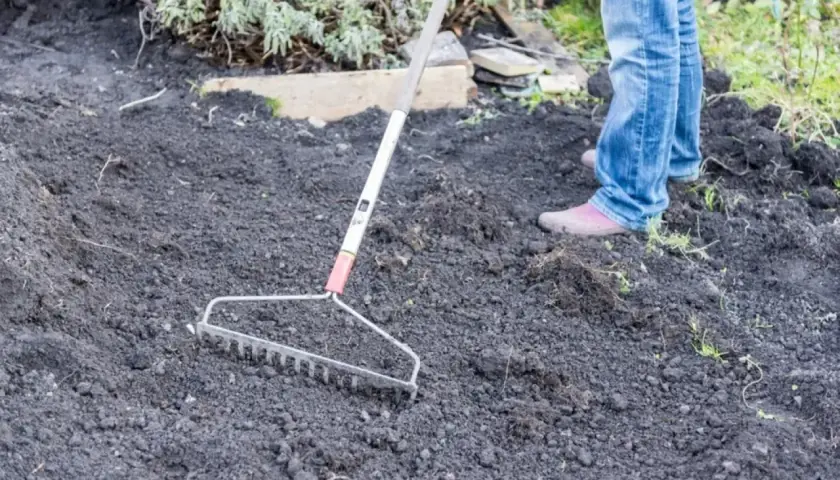 Osoba w dżinsach grabi ciemną, pulchną ziemię, przygotowując idealną pod trawnik.