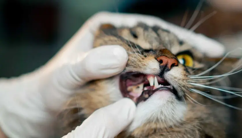 Gato con encías inflamadas. Explorando gingivitis en gatos remedios caseros para aliviar su malestar.