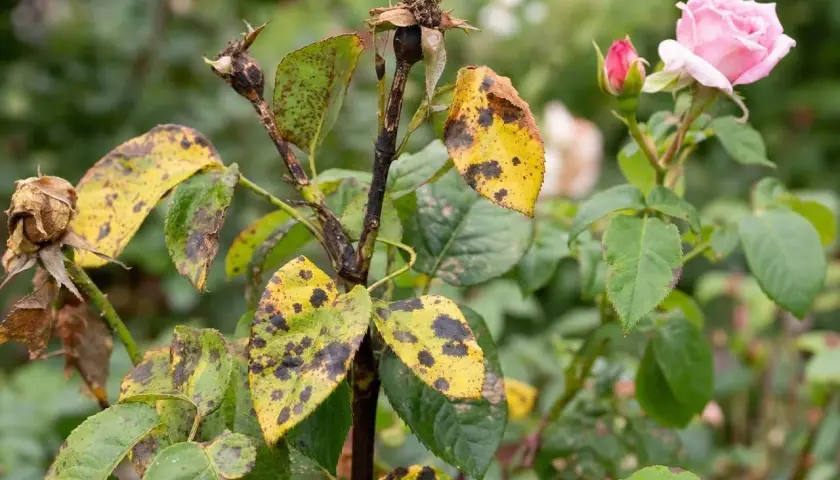 Feuilles de rosier atteintes de rouille, jaunes et tachetées de noir. Une fleur rose et un bouton sont visibles. Recherche d'un traitement naturel pour la rouille du rosier.