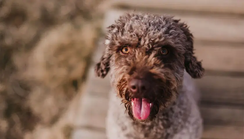 Un adorable perro de agua marrón con el pelo rizado y la lengua fuera, mirando a la cámara con ojos expresivos.