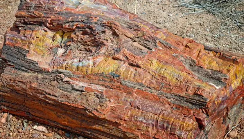 Ein farbenprächtiges Stück versteinertes Holz liegt auf sandigem Boden. Die Maserung zeigt Rot-, Gelb- und Schwarztöne.