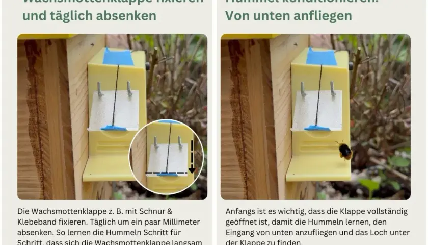 Ein Hummelhaus bauen: Klappe fixieren & Hummeln von unten anfliegen lassen. So lernen sie den Eingang.