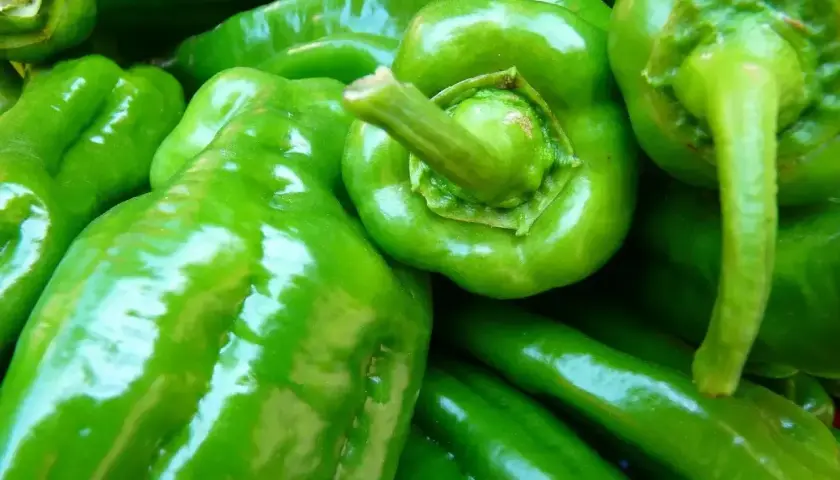 Frisch geerntete, glänzende grüne Paprika. Wann kann man Paprika ernten? Ab Sommer bis zum ersten Frost.