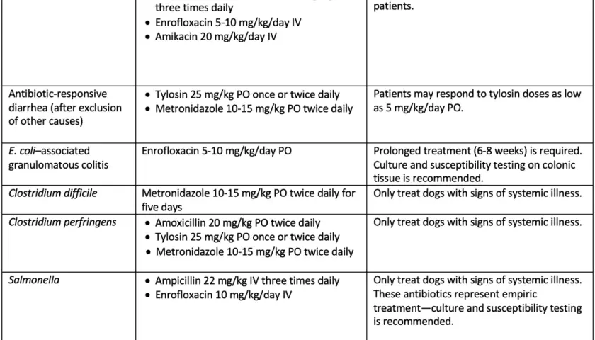 Table detailing antibiotic treatments for canine infections, including Clostridium difficile and Clostridium perfringens.