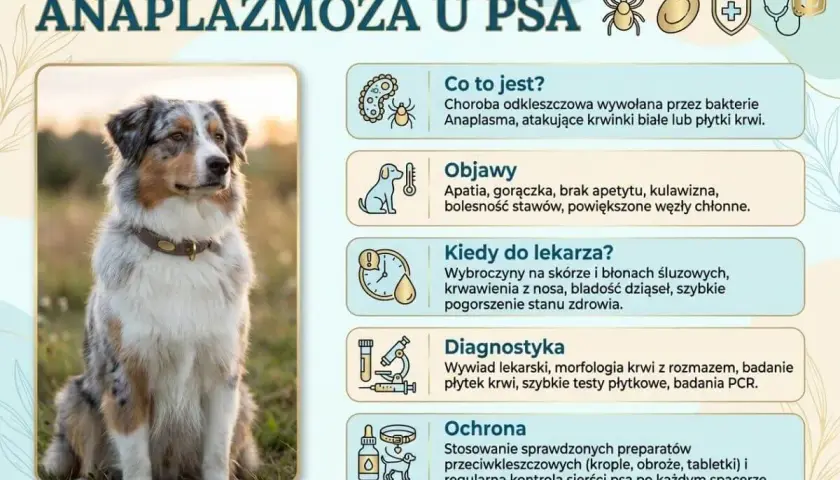 Anaplazmoza u psa: objawy, diagnostyka i ochrona. Zdjęcie przedstawia psa rasy Australian Shepherd, obok którego znajdują się informacje o chorobie.