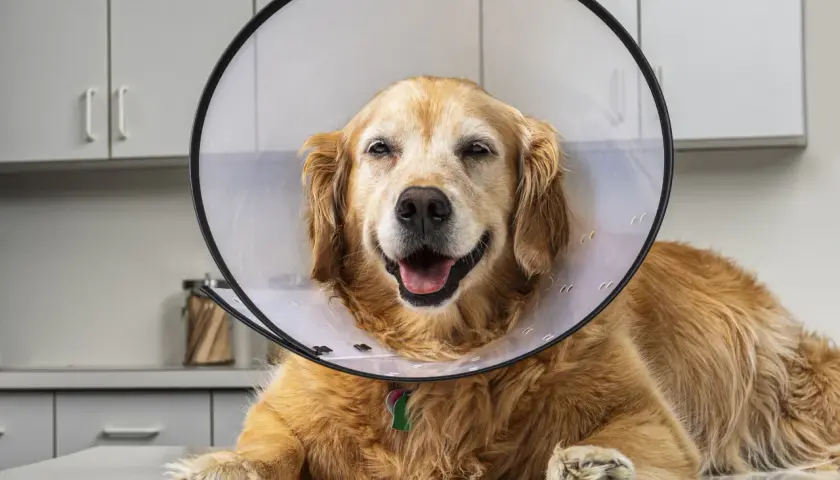 A golden retriever in a cone collar smiles, recovering from surgery. While bacitracin is generally safe for dogs, always consult your vet.