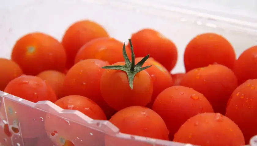 Soczyste pomidorki koktajlowe w plastikowym opakowaniu. Dowiedz się, jak przechowywać pomidory, by zachowały świeżość.