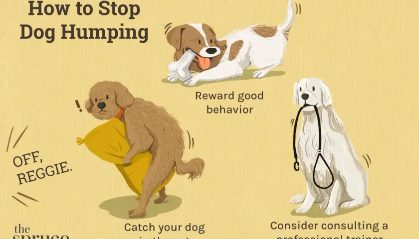 Illustration shows three dogs and tips on why do dogs hump and how to stop it: catch them in the act, reward good behavior, and consult a trainer.