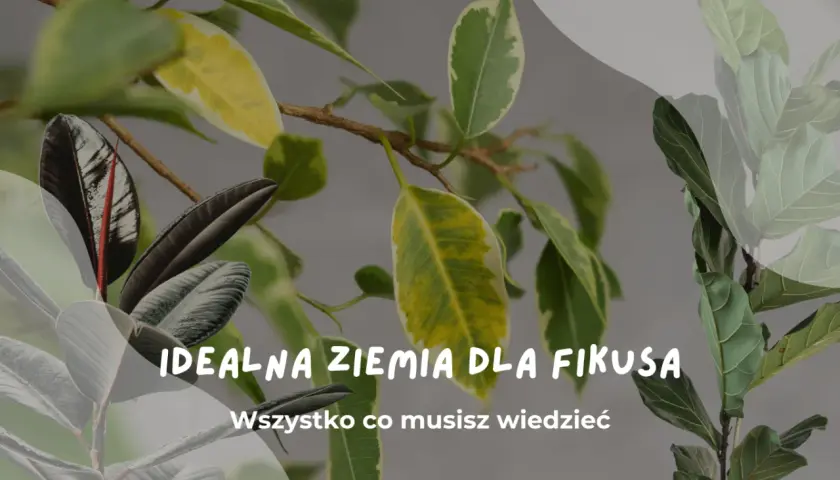 Idealna ziemia do fikusa: poznaj sekrety zdrowych liści i bujnego wzrostu. Dowiedz się, jaka ziemia zapewni Twojemu fikusowi najlepsze warunki.