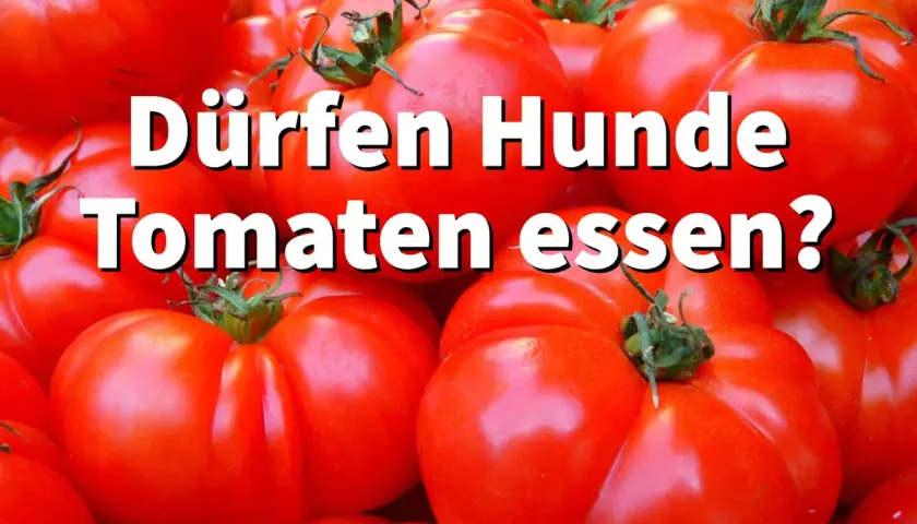 Ein Haufen reifer Tomaten, mit der Frage: Dürfen Hunde Tomaten essen?