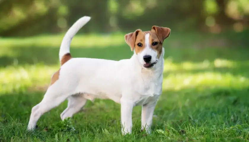 Un juguetón jack russell terrier blanco y marrón, con la cola en alto, posa en la hierba verde bajo la luz del sol.
