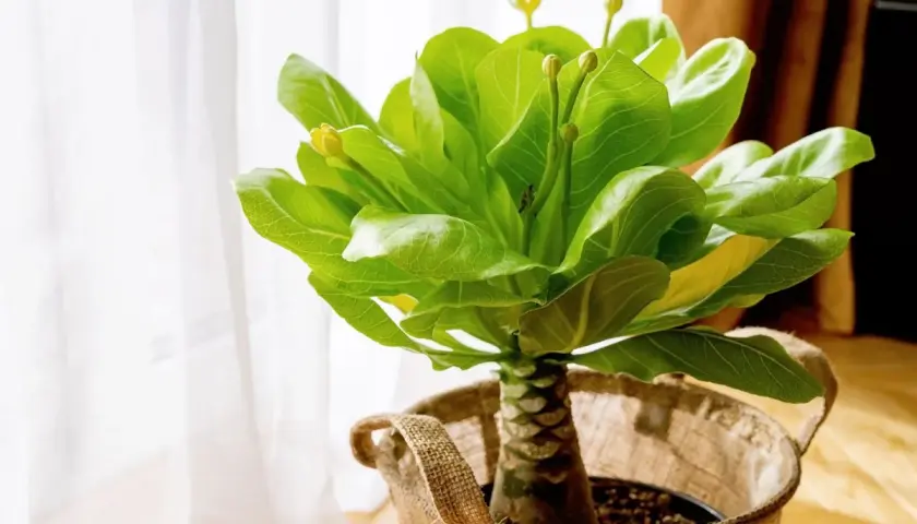 Un jeune palmier hawaïen, prêt pour son entretien, avec ses feuilles vertes luxuriantes et ses bourgeons jaunes, dans un pot en toile de jute près d'une fenêtre.