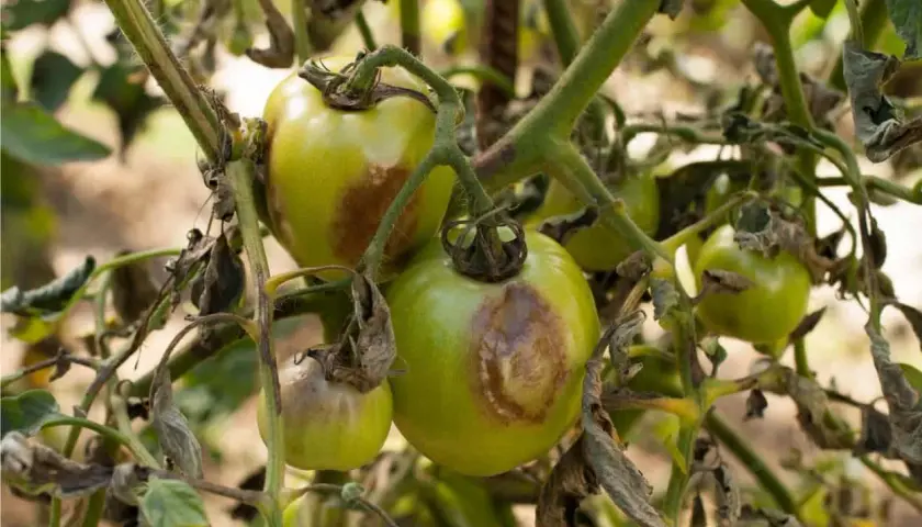 Pomodori verdi con macchie marroni e foglie secche, segni evidenti di septoriosi.