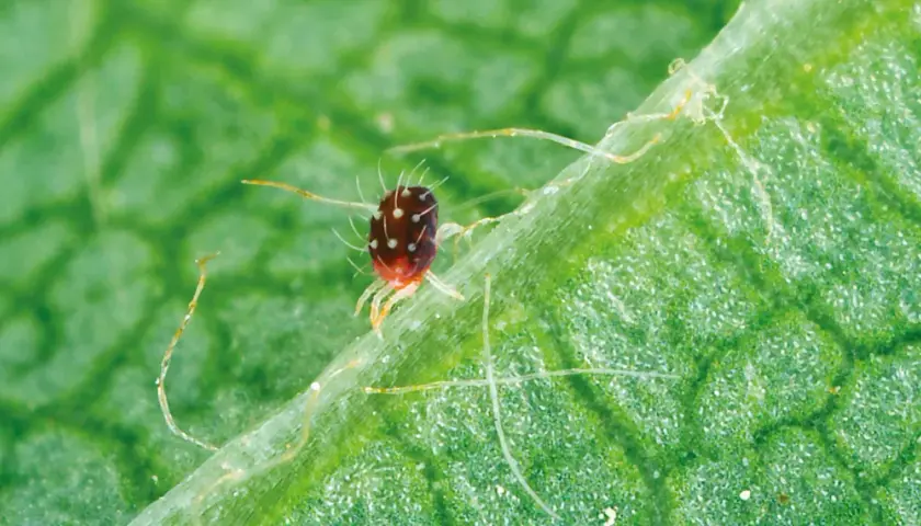 Un minuscule acarien rouge, couvert de points blancs, se promène sur une feuille verte. Ces acariens peuvent causer des dégâts aux plantes.